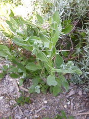 Lepidium draba