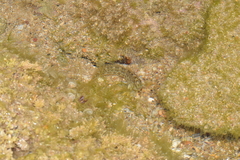 Salaria pavo