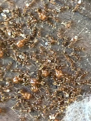 Pheidole californica