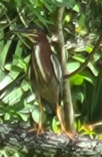 Butorides virescens image