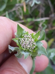Lepidium draba