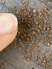 Pheidole californica