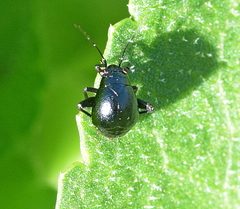 Euryopicoris nitidus