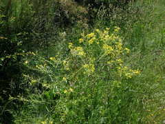 Raphanus raphanistrum landra