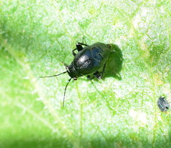 Euryopicoris nitidus