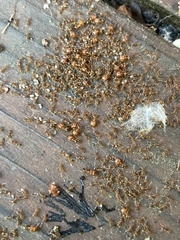 Pheidole californica