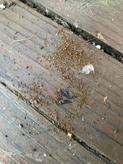 Pheidole californica