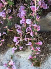 Chamaecytisus purpureus