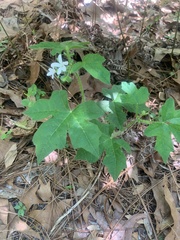 Cnidoscolus stimulosus