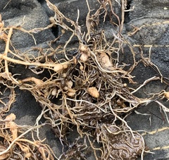 Rhizobiaceae
