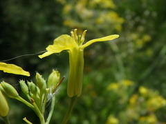 Raphanus raphanistrum landra