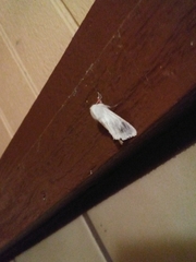 Spilosoma vestalis