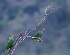 Amazona vinacea