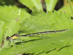 Chromagrion conditum