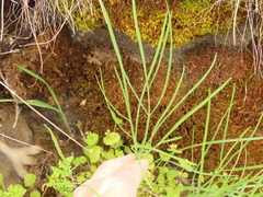 Lomatium triternatum brevifolium