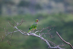 Amazona vinacea