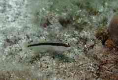 Gobius vittatus