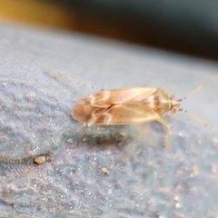 Vesperocoris paddocki