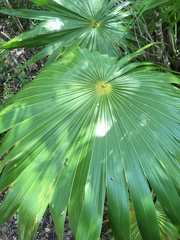 Thrinax radiata