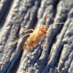 Vesperocoris paddocki