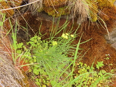 Lomatium triternatum brevifolium