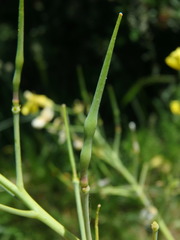 Raphanus raphanistrum landra
