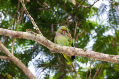 Amazona vinacea