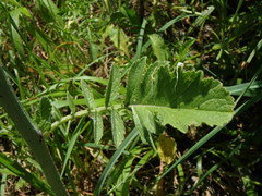 Raphanus raphanistrum landra