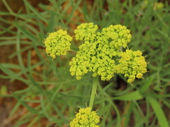 Lomatium triternatum brevifolium