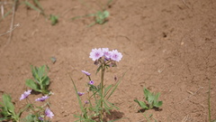 Geranium linearilobum