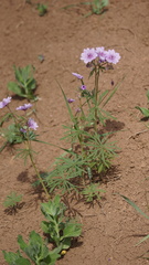 Geranium linearilobum