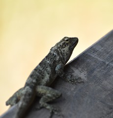 Anolis macrinii