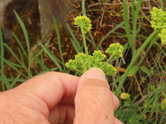 Lomatium triternatum brevifolium