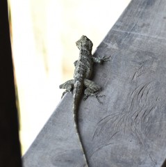 Anolis macrinii
