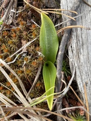Platanthera elongata