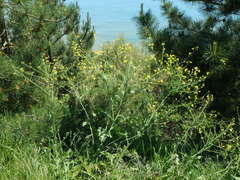 Raphanus raphanistrum landra