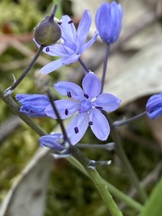 Scilla monophyllos