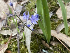 Scilla monophyllos
