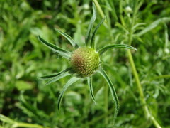 Sixalix atropurpurea