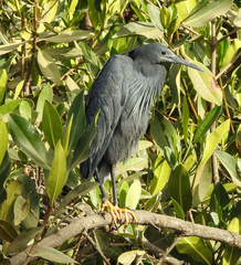 Egretta ardesiaca