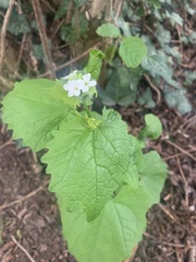 Alliaria petiolata