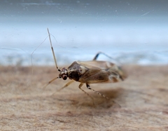 Vesperocoris paddocki