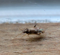 Vesperocoris paddocki