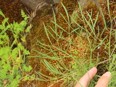 Lomatium triternatum brevifolium