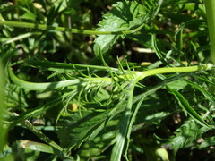 Sixalix atropurpurea