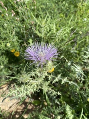 Galactites tomentosus