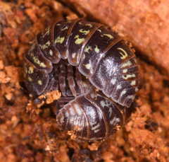 Armadillidium pulchellum