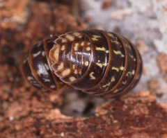 Armadillidium pulchellum