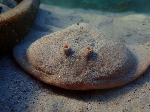 Onefin electric ray (Narke capensis) — Narkidae — 3