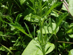 Sixalix atropurpurea